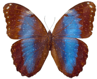 смайлик#156289 Бабочки