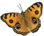 смайлик#156369 Бабочки