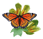 смайлик#156084 Бабочки