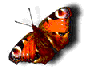 смайлик#156487 Бабочки