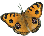 смайлик#156515 Бабочки