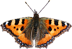 смайлик#156560 Бабочки