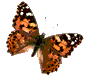 смайлик#156573 Бабочки