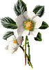 смайлик#158606 Цветы