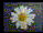 смайлик#158662 Цветы