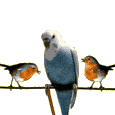 смайлик#207910 Птицы