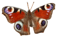 смайлик#156113 Бабочки