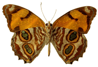 смайлик#156435 Бабочки
