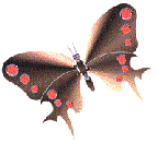 смайлик#156613 Бабочки