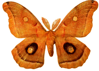 смайлик#156626 Бабочки