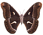 смайлик#156722 Бабочки