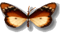 смайлик#156727 Бабочки