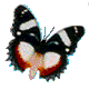 смайлик#156748 Бабочки